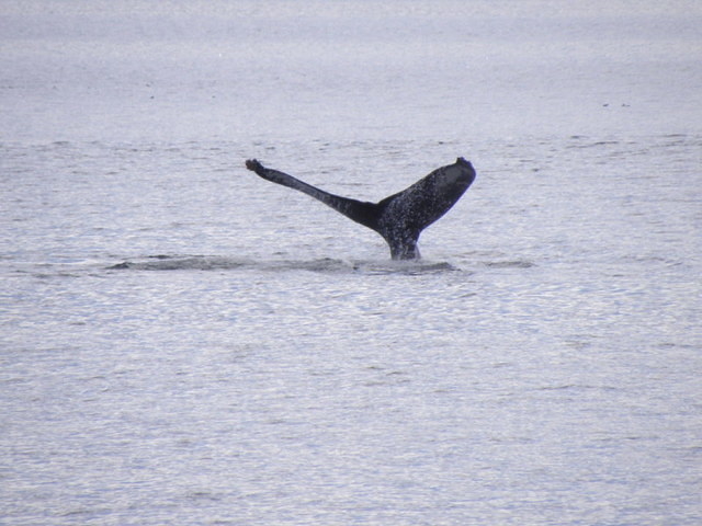 Juneau - Whale watching