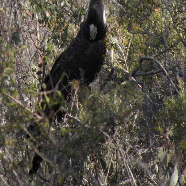 Stirling Range N.P.