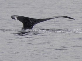 Juneau - Whale watching
