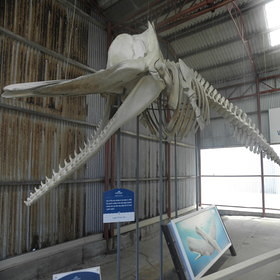 Whale World Station