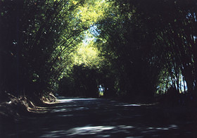 Bamboo Avenue